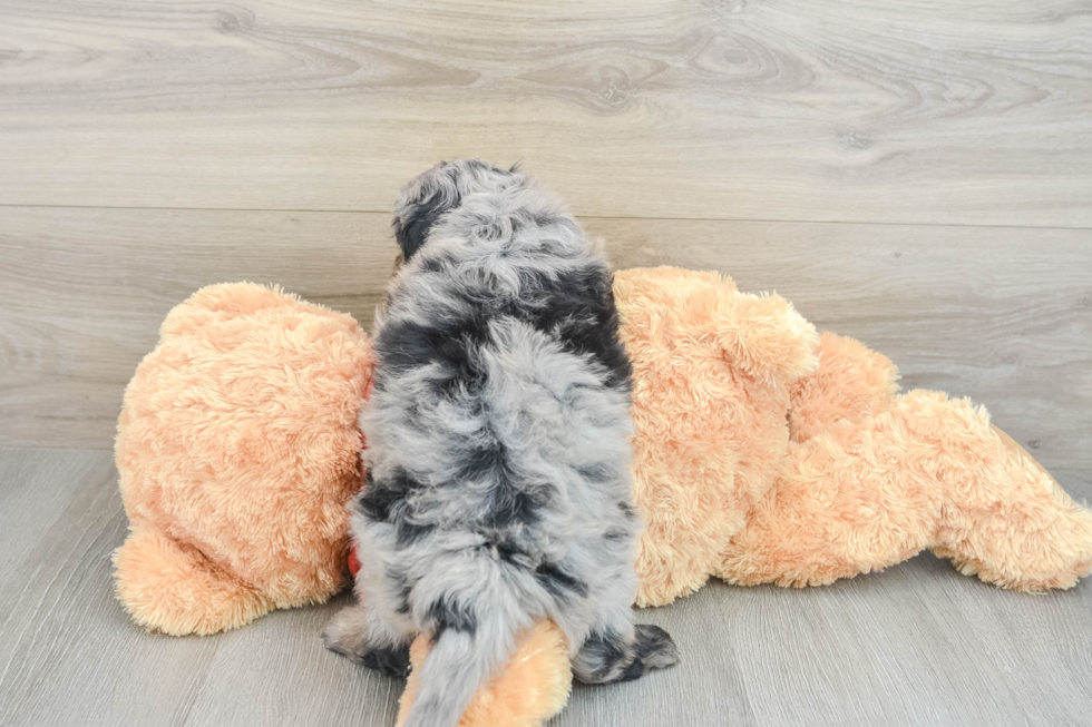 Friendly Mini Aussiedoodle Baby