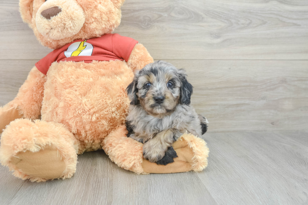 Energetic Aussie Poo Poodle Mix Puppy