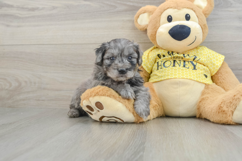 7 week old Mini Aussiedoodle Puppy For Sale - Windy City Pups