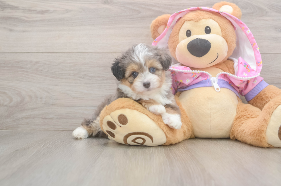 5 week old Mini Aussiedoodle Puppy For Sale - Windy City Pups