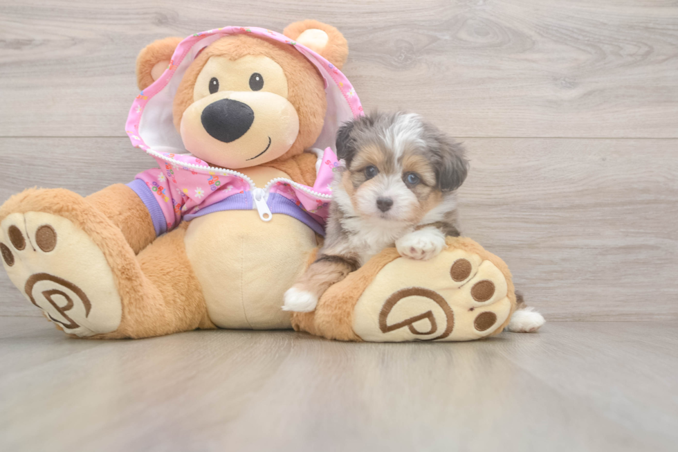 Best Mini Aussiedoodle Baby