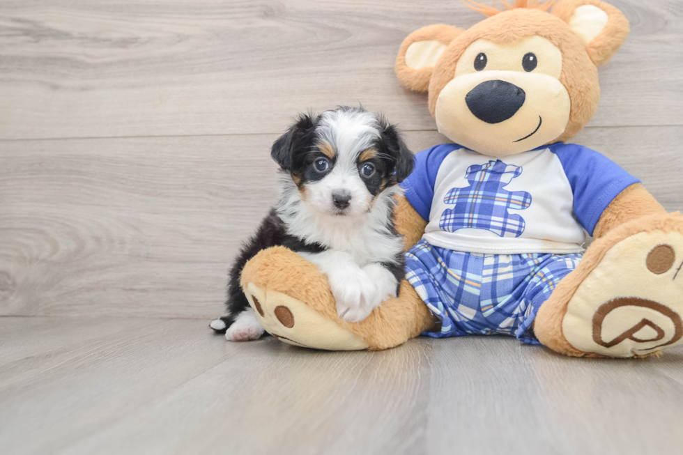 Best Mini Aussiedoodle Baby