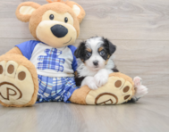 8 week old Mini Aussiedoodle Puppy For Sale - Windy City Pups