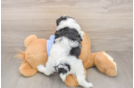 Playful Aussiepoo Poodle Mix Puppy