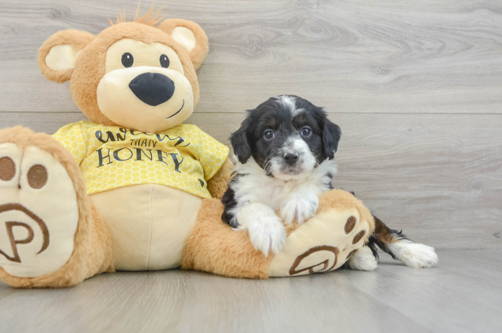 7 week old Mini Aussiedoodle Puppy For Sale - Windy City Pups