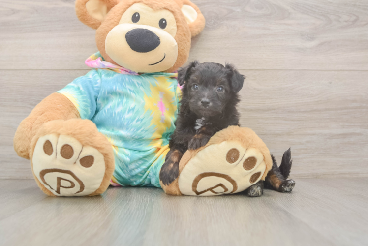 Sweet Mini Aussiedoodle Baby