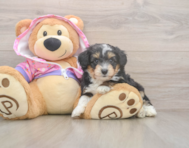 6 week old Mini Aussiedoodle Puppy For Sale - Windy City Pups