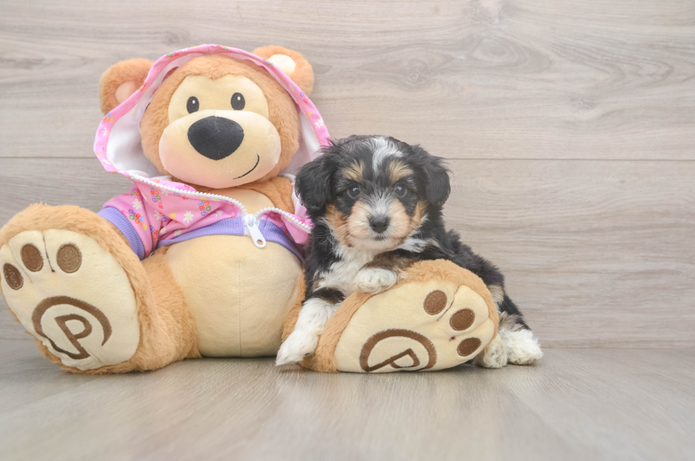 5 week old Mini Aussiedoodle Puppy For Sale - Windy City Pups