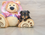 5 week old Mini Aussiedoodle Puppy For Sale - Windy City Pups