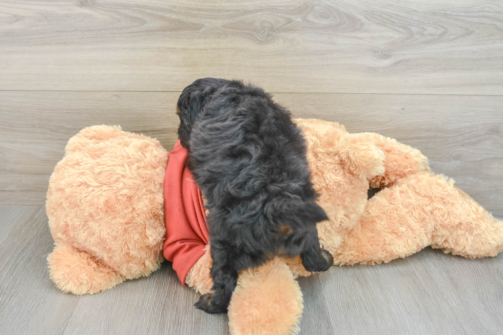 Mini Aussiedoodle Puppy for Adoption