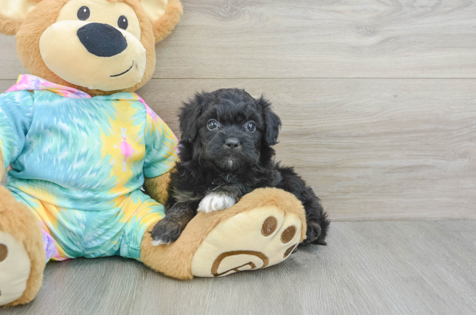 6 week old Mini Aussiedoodle Puppy For Sale - Windy City Pups