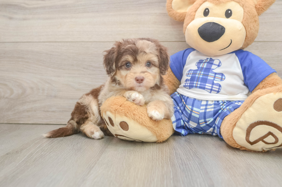 5 week old Mini Aussiedoodle Puppy For Sale - Windy City Pups