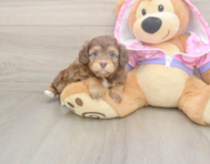 8 week old Mini Aussiedoodle Puppy For Sale - Windy City Pups