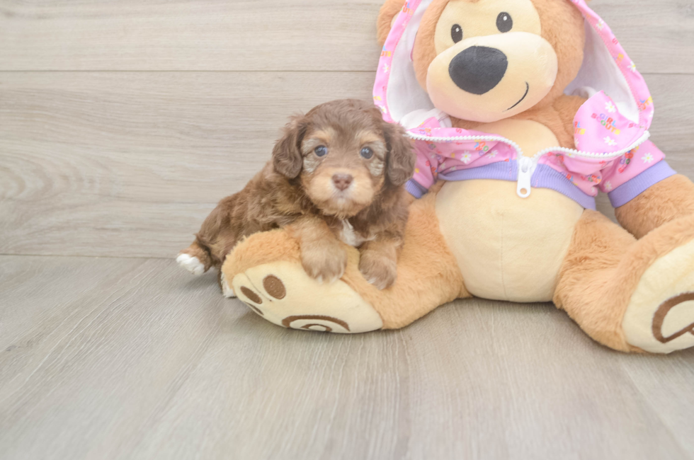 5 week old Mini Aussiedoodle Puppy For Sale - Windy City Pups