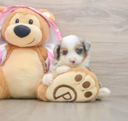 8 week old Mini Aussiedoodle Puppy For Sale - Windy City Pups