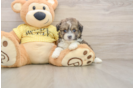 Friendly Mini Aussiedoodle Baby