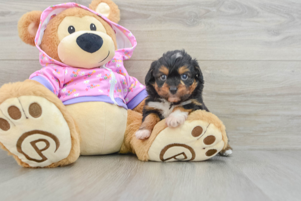 Mini Aussiedoodle Pup Being Cute