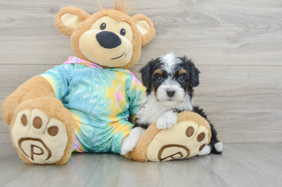 6 week old Mini Aussiedoodle Puppy For Sale - Windy City Pups