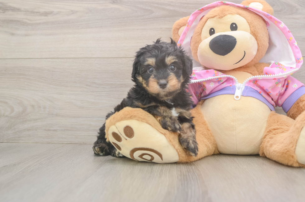 6 week old Mini Aussiedoodle Puppy For Sale - Windy City Pups