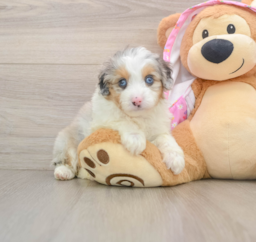 8 week old Mini Aussiedoodle Puppy For Sale - Windy City Pups