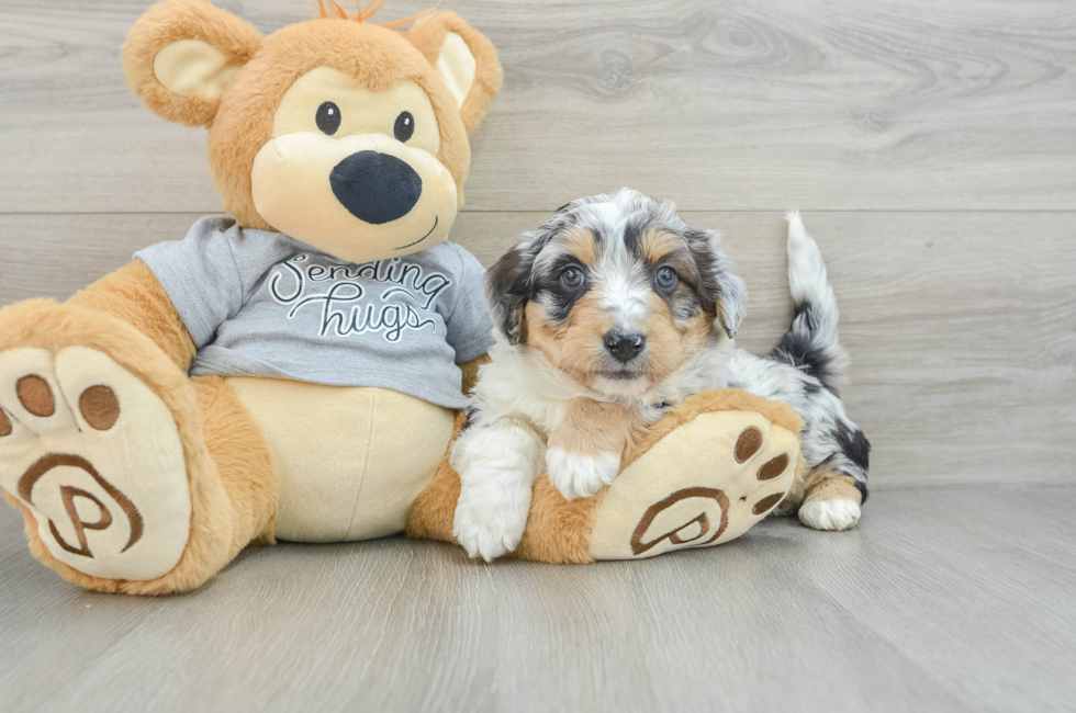 6 week old Mini Aussiedoodle Puppy For Sale - Windy City Pups