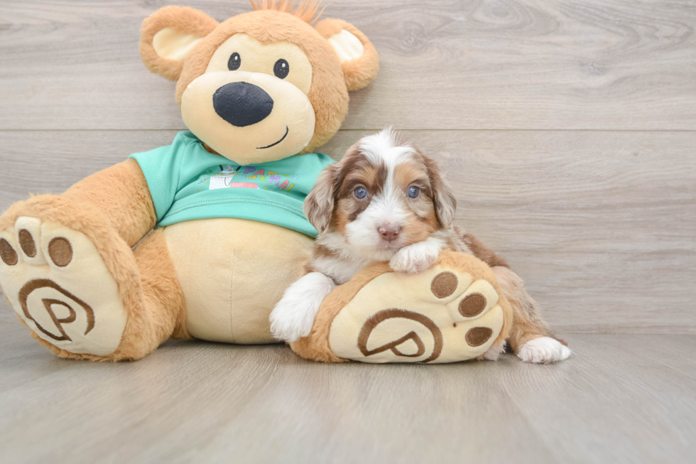 Playful Mini Aussiepoodle Poodle Mix Puppy