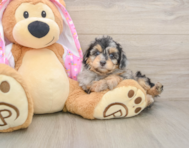 8 week old Mini Aussiedoodle Puppy For Sale - Windy City Pups
