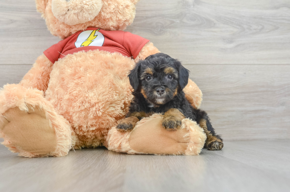 8 week old Mini Aussiedoodle Puppy For Sale - Windy City Pups