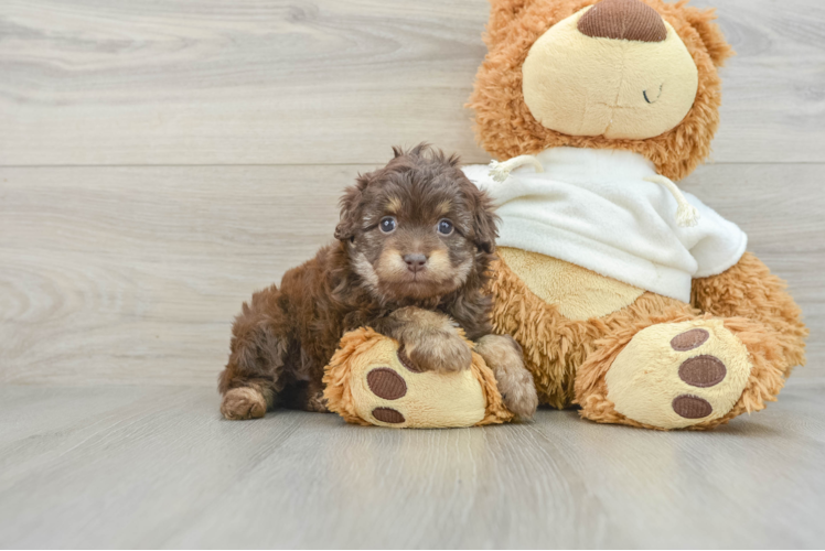 Hypoallergenic Aussiepoo Poodle Mix Puppy