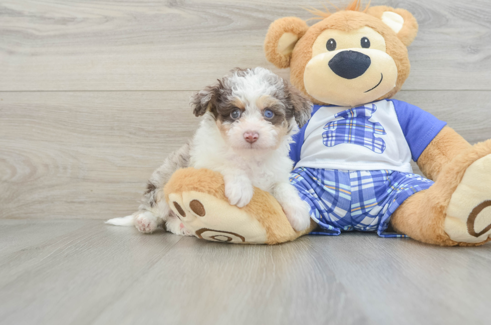 6 week old Mini Aussiedoodle Puppy For Sale - Windy City Pups