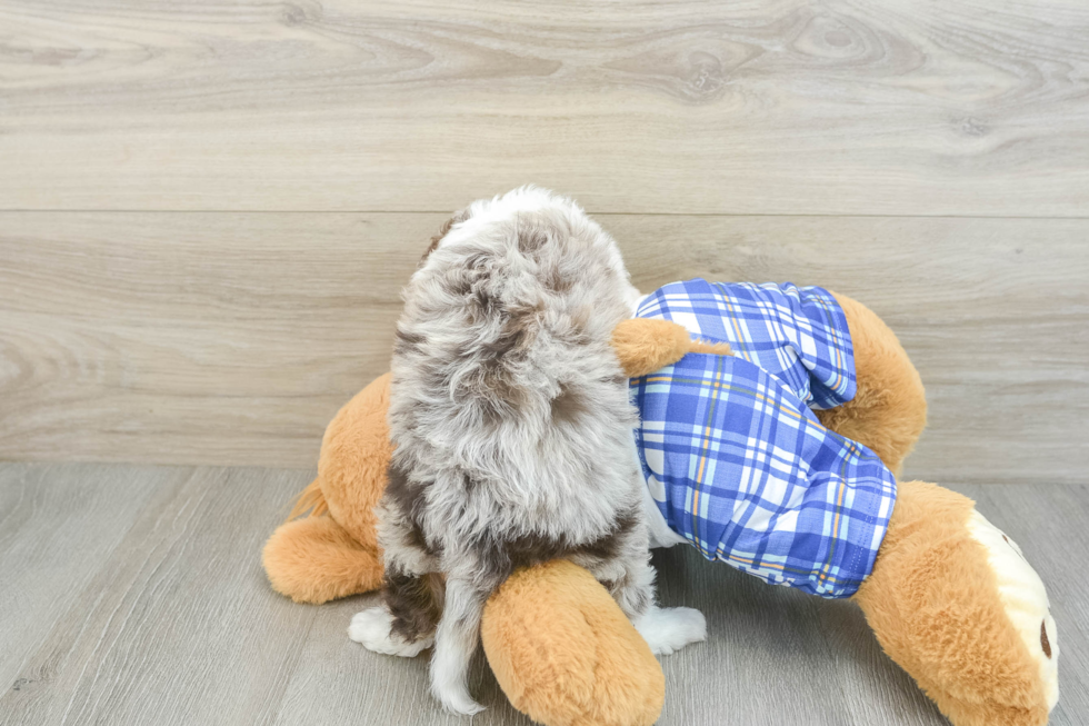 Cute Mini Aussiedoodle Baby