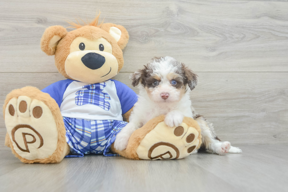 Best Mini Aussiedoodle Baby