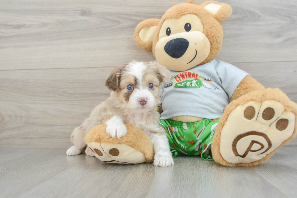 Fluffy Mini Aussiedoodle Poodle Mix Pup