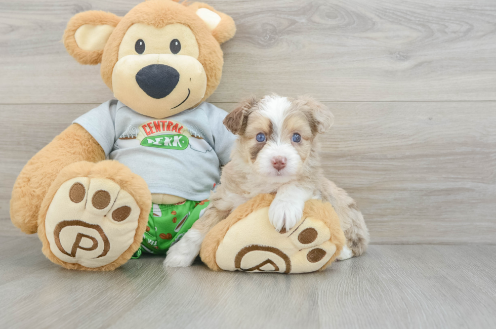 6 week old Mini Aussiedoodle Puppy For Sale - Windy City Pups