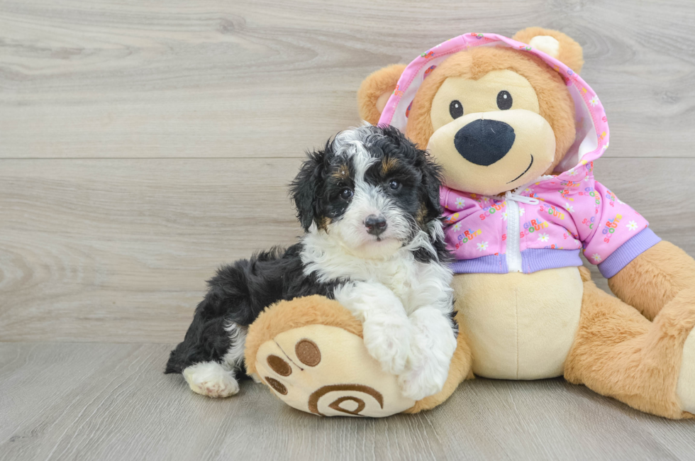 5 week old Mini Aussiedoodle Puppy For Sale - Windy City Pups