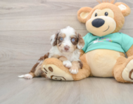 7 week old Mini Aussiedoodle Puppy For Sale - Windy City Pups