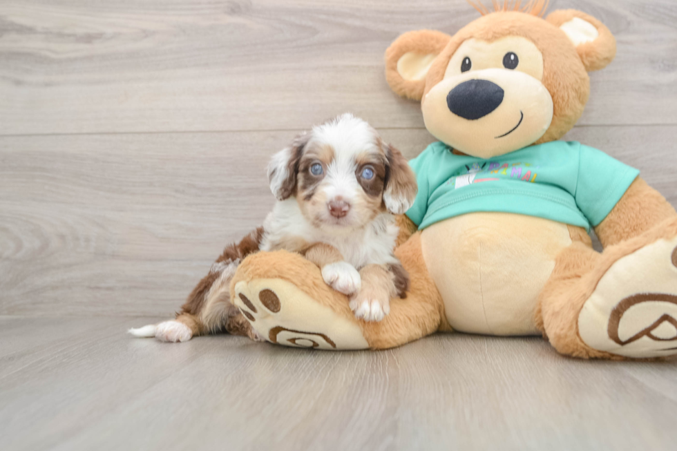 Happy Mini Aussiedoodle Baby