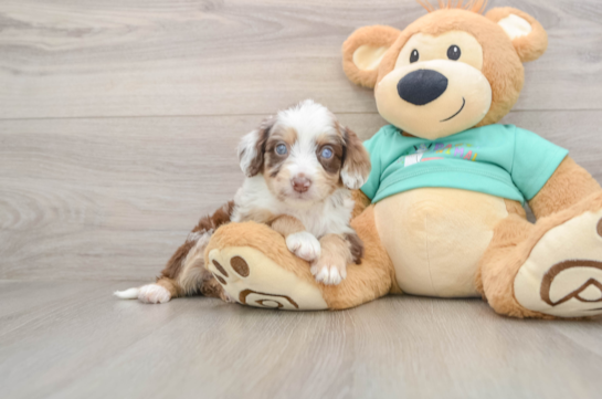 Happy Mini Aussiedoodle Baby