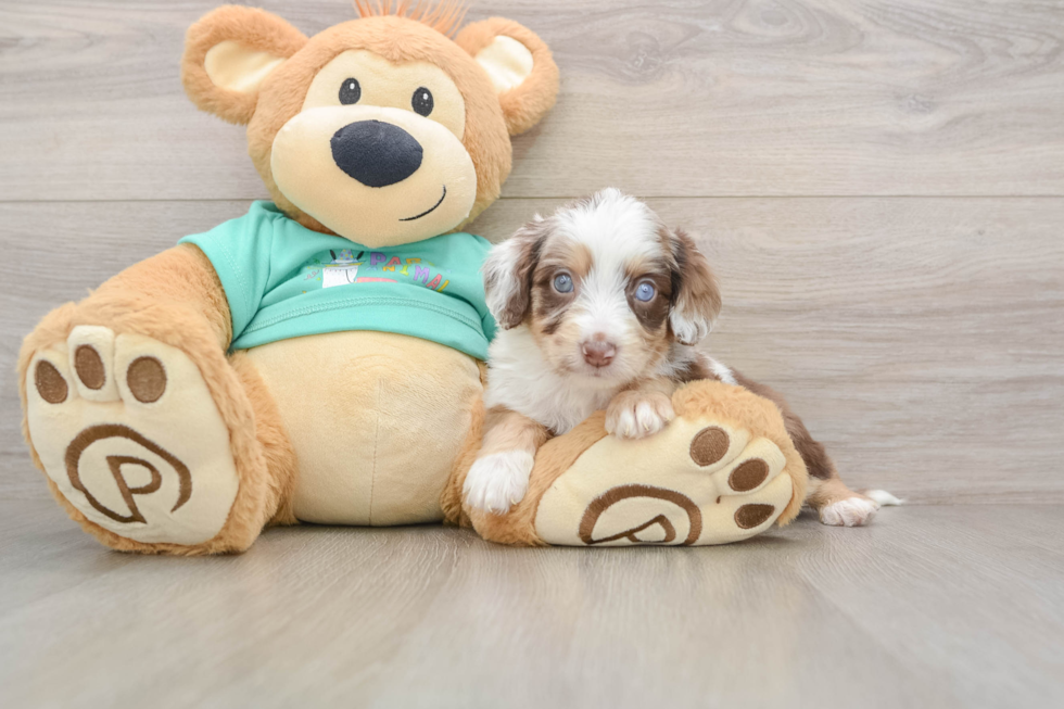 Little Mini Aussiepoo Poodle Mix Puppy