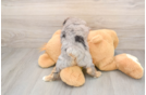 Adorable Mini Australian Shepherd X Poodle Mix Poodle Mix Puppy
