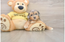 Hypoallergenic Aussiepoo Poodle Mix Puppy