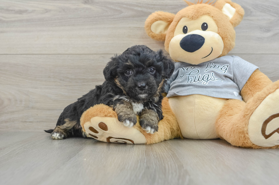 6 week old Mini Aussiedoodle Puppy For Sale - Windy City Pups