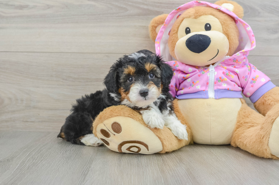 5 week old Mini Aussiedoodle Puppy For Sale - Windy City Pups