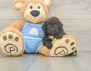 7 week old Mini Aussiedoodle Puppy For Sale - Windy City Pups