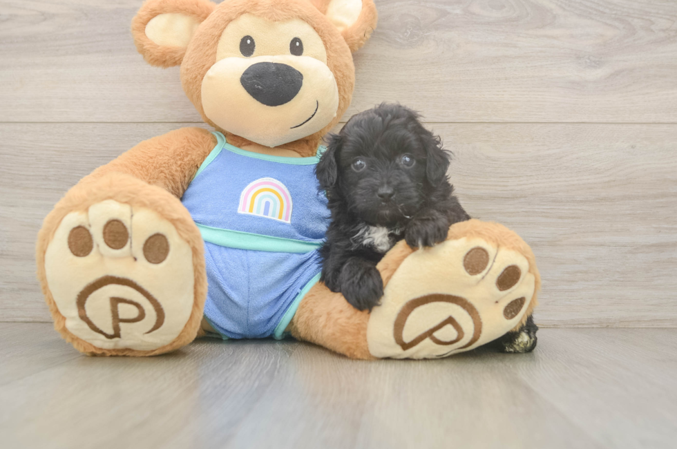 6 week old Mini Aussiedoodle Puppy For Sale - Windy City Pups
