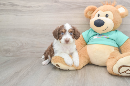 Playful Mini Aussiepoodle Poodle Mix Puppy