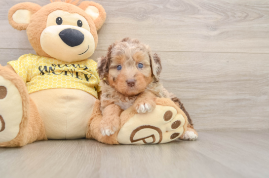 Small Mini Aussiedoodle Baby