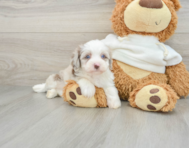 8 week old Mini Aussiedoodle Puppy For Sale - Windy City Pups