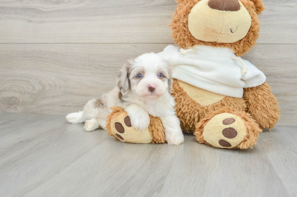 6 week old Mini Aussiedoodle Puppy For Sale - Windy City Pups