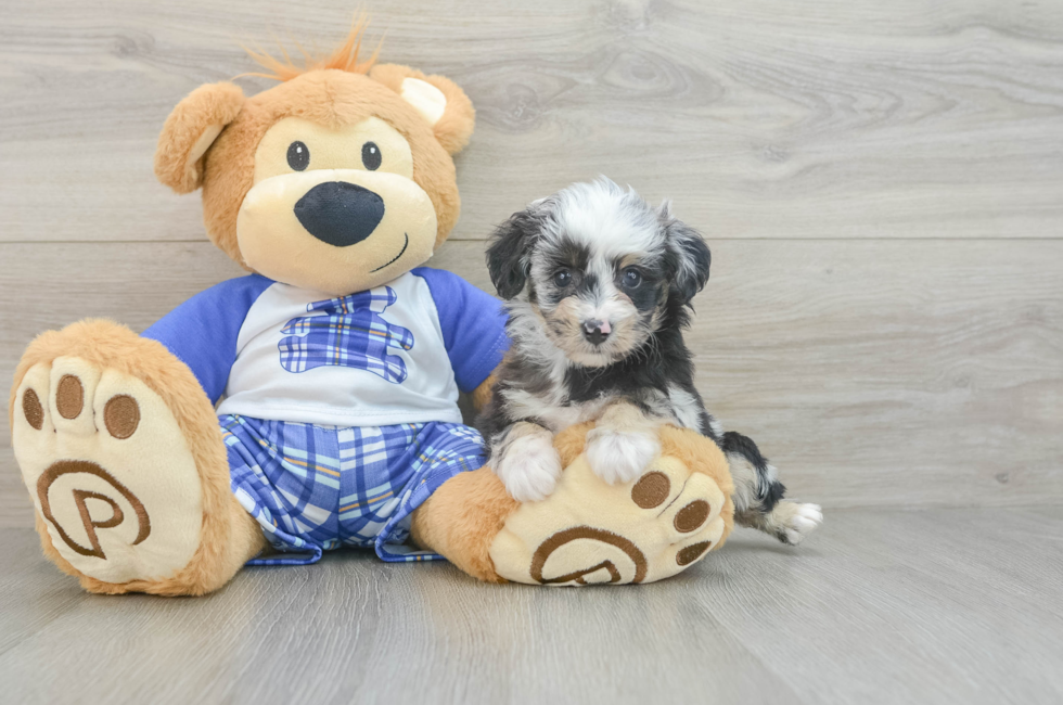 6 week old Mini Aussiedoodle Puppy For Sale - Windy City Pups